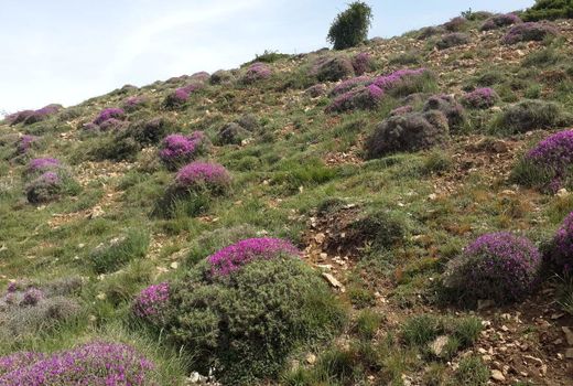 عملیات اصلاح و احیاء بیولوژیک در سطح 400 هکتار در شهرستان مهدی‌شهر