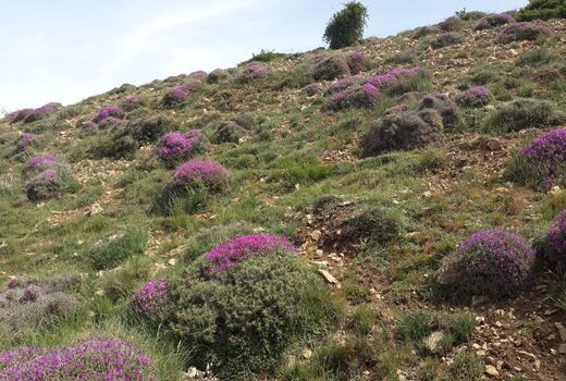 عملیات اصلاح و احیاء بیولوژیک در سطح 400 هکتار در شهرستان مهدی‌شهر