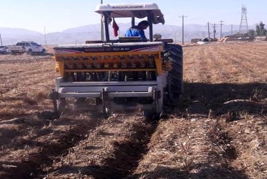 کشت گندم به روش 