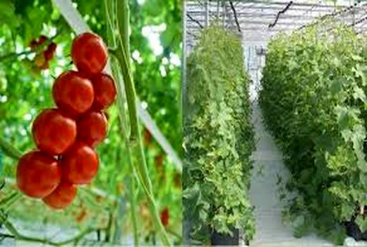 2 طرح کشاورزی شهرستان بردسیر در ایام الله دهه فجر به بهره برداری می رسد