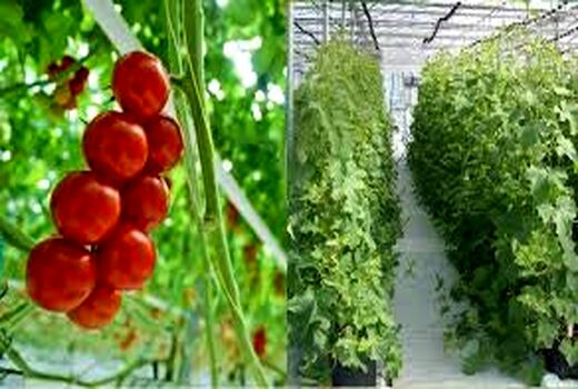 2 طرح کشاورزی شهرستان بردسیر در ایام الله دهه فجر به بهره برداری می رسد