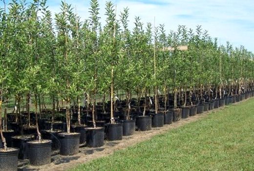 افزایش پنج برابری تولید نهال منابع طبیعی در استان سمنان