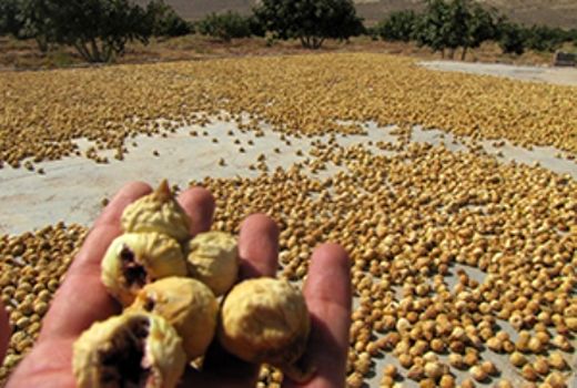 پیش بینی تولید 50 تن انجیر خشک در رستم