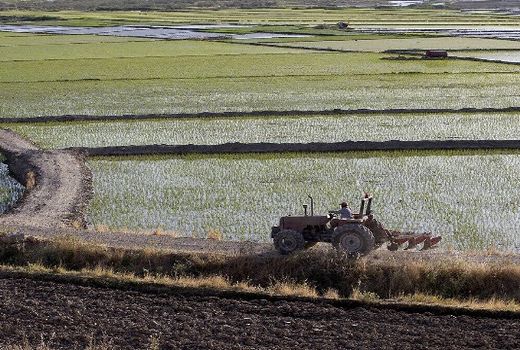 تغییر الگوی کشت نیازمند فرهنگ‌سازی و مشارکت کشاورزان است