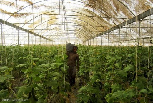 صدور مجوز احداث 4 گلخانه در شهرکرد 