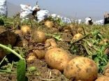 برداشت سیب زمینی از مزارع قروه آغاز شد/پیش بینی برداشت ۱۴۰ هزارتن سیب زمینی