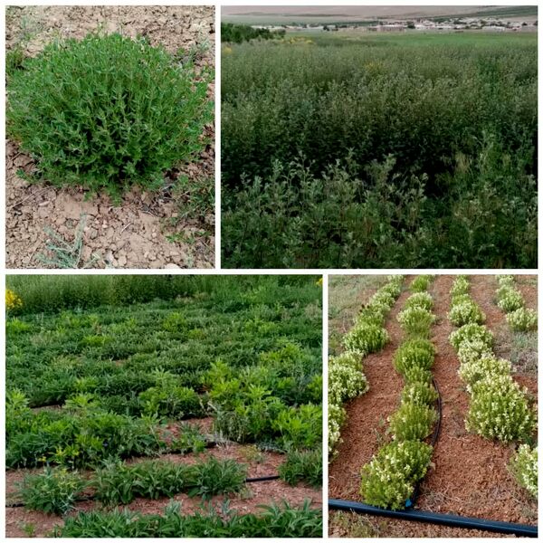 گیاهان دارویی یکی از ظرفیت‎های نهفته شهرستان بن است