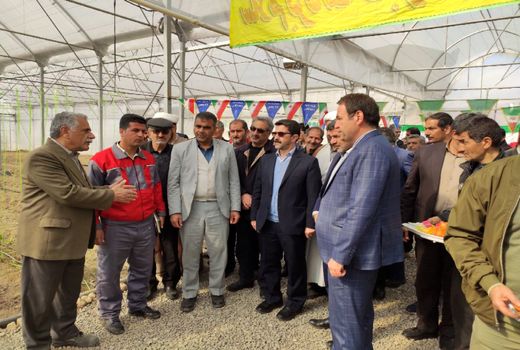 امروز مهمترین اولویت کشاورزی کرمانشاه توسعه گلخانه هاست