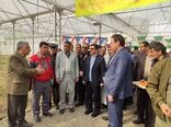 امروز مهمترین اولویت کشاورزی کرمانشاه توسعه گلخانه هاست