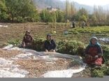 تشکیل 10 صندوق اعتباری خرد زنان روستایی