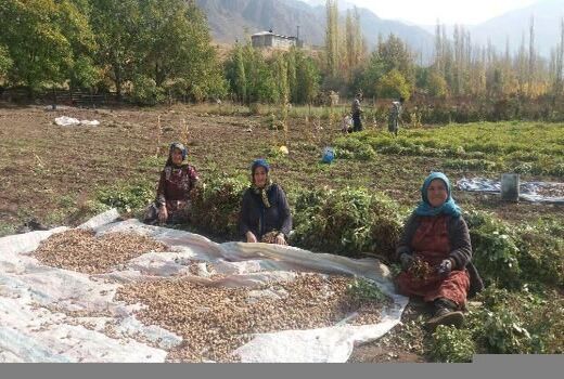 تشکیل 10 صندوق اعتباری خرد زنان روستایی