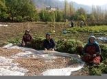 تشکیل 10 صندوق اعتباری خرد زنان روستایی
