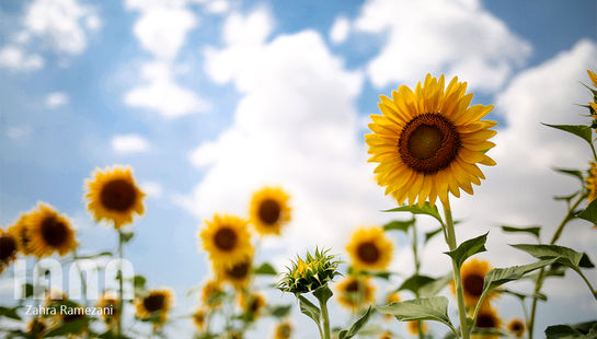 مزارع گل آفتابگردان در گرگان