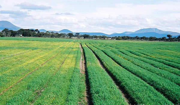 آغاز کشت گندم در ۱۵ هزار هکتار از اراضی داراب 