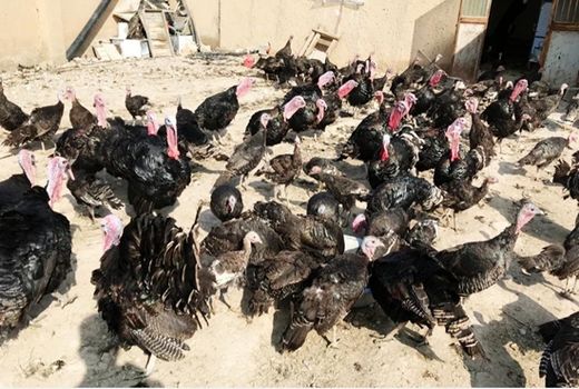 رصد و پایش بیماری آنفلو آنزای پرندگان درشهرستان مهران