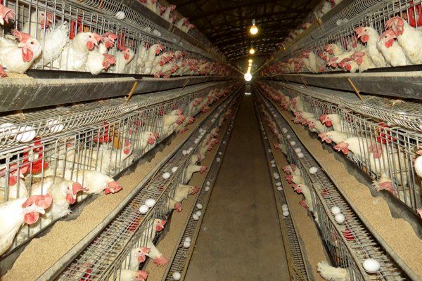 تمامی گوشت مرغ توزیع شده در اصفهان یارانهای است