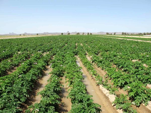 ثبت اطلاعات 57 درصد از اراضی کشاورزی سیستان و بلوچستان در سامانه سیاک