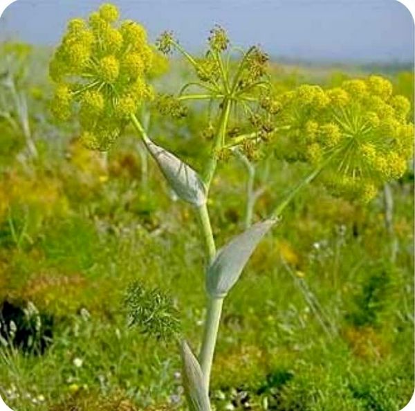 آموزش کشت اقتصادی سه گنج پنهان در کهگیلویه و بویراحمد 