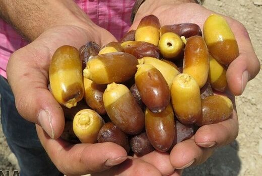 تهیه و ارائه طرح امکان سنجی و نیازسنجی صنایع کوچک روستایی جهت بهینه سازی و جذب سرمایه‌گذاران بخش کشاورزی 