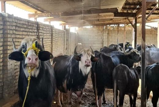 ابتکاری که زندگی گاومیش‌های هورالعظیم را احیا می‌کند