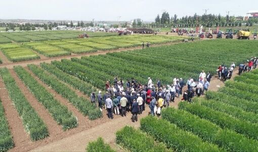 آغاز اجرای ۲ هزار مزرعه الگویی با اولویت ۶ محصول راهبردی