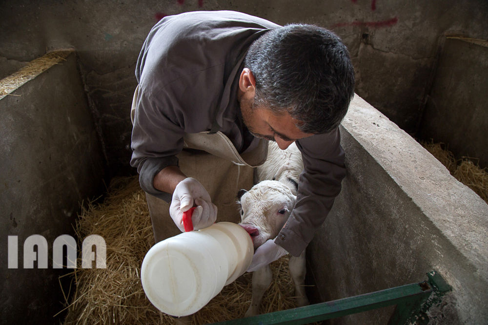 کشاورزی استان زنجان