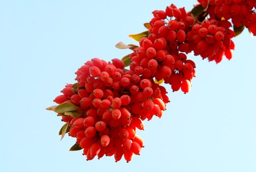 تولید بالغ بر 22هزار تن زرشک در خراسان جنوبی