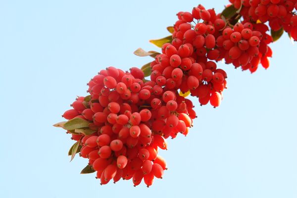 تولید بالغ بر 22هزار تن زرشک در خراسان جنوبی