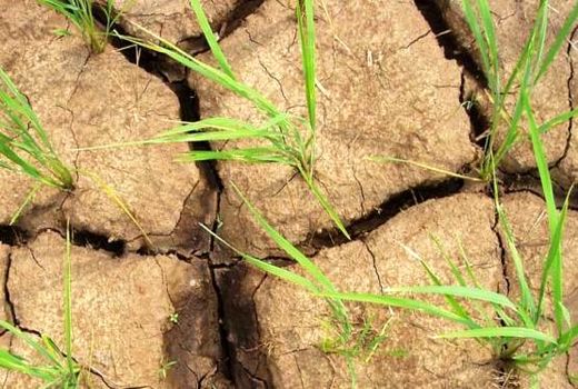 کاهش تولیدات کشاورزی در ارمنستان