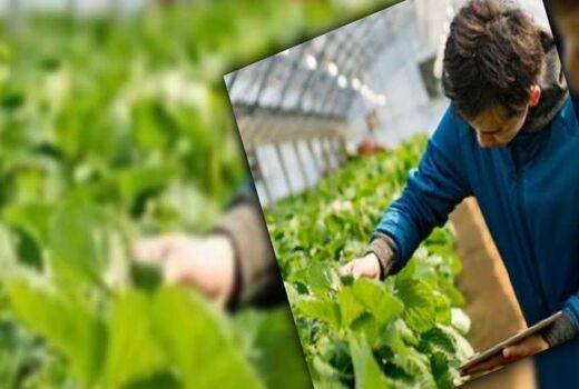 فاصله تحقیق تا مزرعه؛ چالش پنهان بهره‌وری در کشاورزی