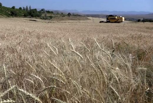 فصل دروی خوشه های طلایی از گندم زارها
