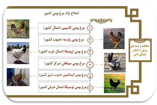اصلاح نژاد طیور بومی دومنظوره/ثبت ملی نژادهای بومی