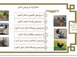 اصلاح نژاد طیور بومی دومنظوره/ثبت ملی نژادهای بومی