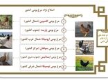 اصلاح نژاد طیور بومی دومنظوره/ثبت ملی نژادهای بومی