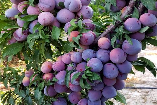 برداشت آلو از باغ‌های آذربایجان‌غربی آغاز شد