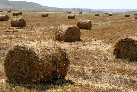 رکورد تولید گندم را جابجا می‌کنیم