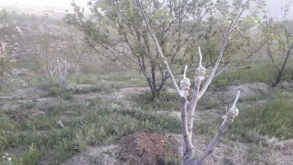 طرح سرشاخه کاری درختان گردو شهرستان کوهرنگ ادامه دارد