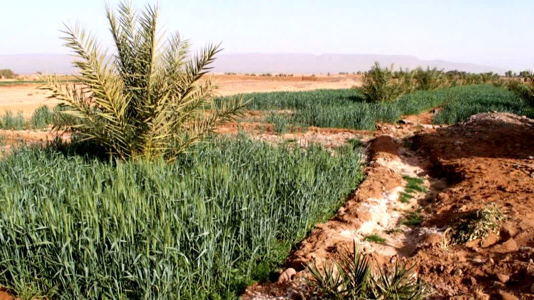 شوری آب و خاک به مرز هشدار رسید / بیش از ۱۰ میلیون هکتار اراضی کشاورزی در معرض تهدید