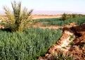 شوری آب و خاک به مرز هشدار رسید / بیش از ۱۰ میلیون هکتار اراضی کشاورزی در معرض تهدید