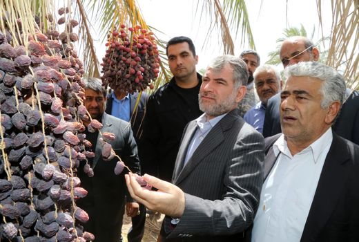 ​وزیر جهاد کشاورزی از نخلستان های خرمایی  شهرستان نرماشیر بازدید کرد​