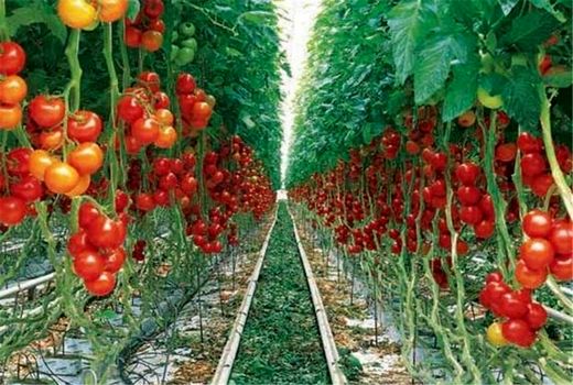 نوآوری‌ در مزرعه برای حفظ محیط زیست