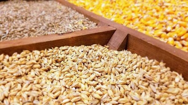 توزیع نهاده‌های مرغداران بر اساس ظرفیت مجاز 