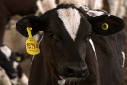 آمار هویت گذاری دام استان بوشهر از 100 هزار راس عبور کرد