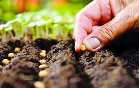 ضرورت حمایت از تولید و تکثیر بذور هیبرید سبزی و صیفی در کشور 