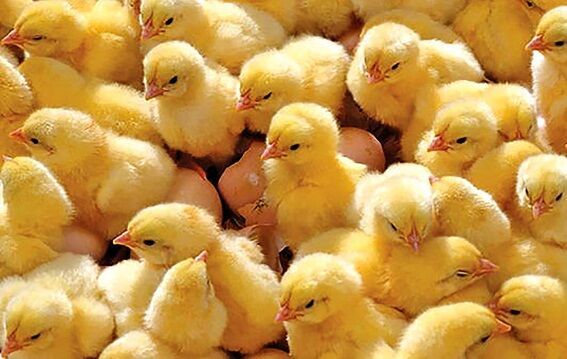 افزایش ظرفیت جوجه‌ریزی در چهارمحال و بختیاری