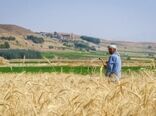 کشت پاییزه متوقف نمی‌شود