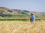 کشت پاییزه متوقف نمی‌شود