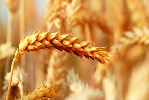 آغاز برداشت محصول گندم و جو از مزارع شهرستان فهرج
