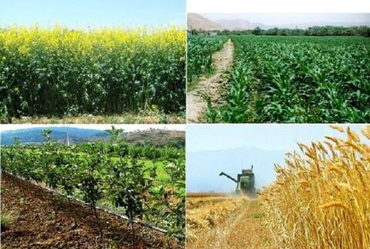 بالاترین سطح زیر کشت محصولات پاییزه کشور در استان خوزستان
