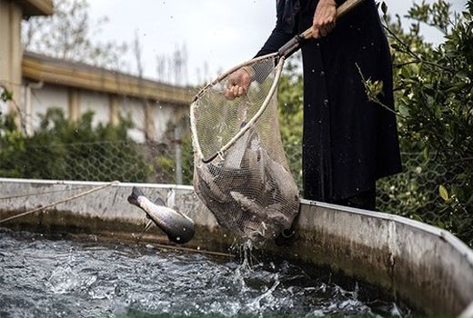 اقلید مستعد پرورش ماهی در استخر های کشاورزی 